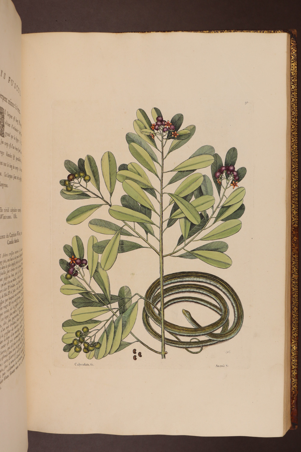 Plate 50